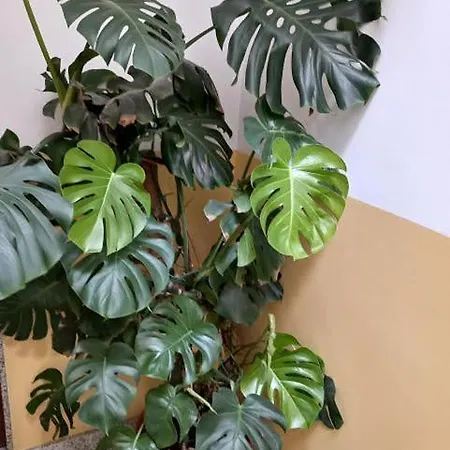 Stupor Mundi 4* Altamura