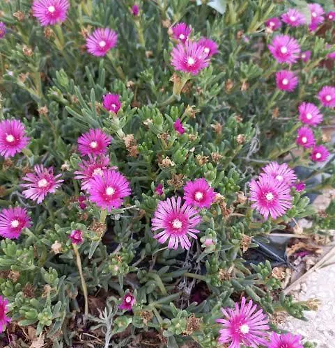 Stupor Mundi Отель типа 