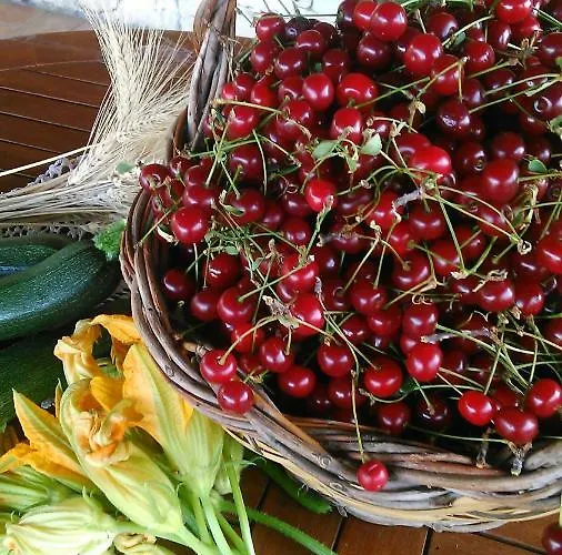 Stupor Mundi アルタムラ